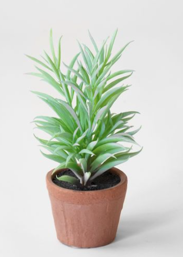 Needle Succulent