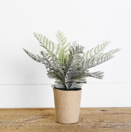 Fern In Paper Pot