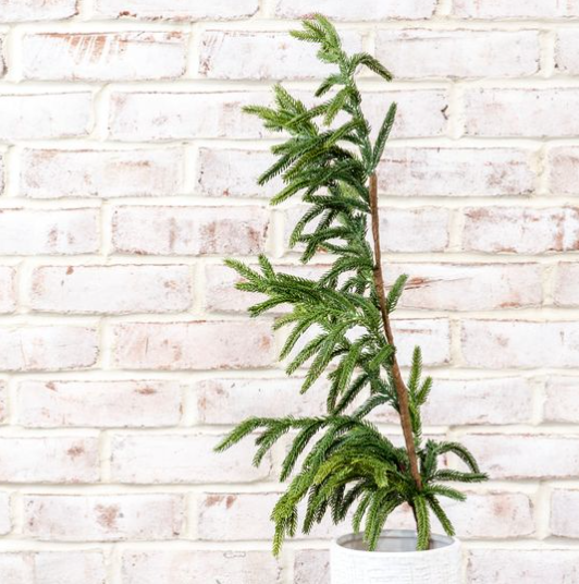 36" Evergreen Branch