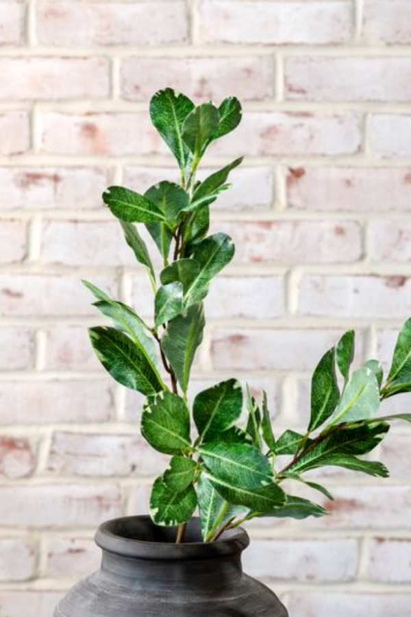 *INNER* REAL TOUCH PITTOSPORUM STEM