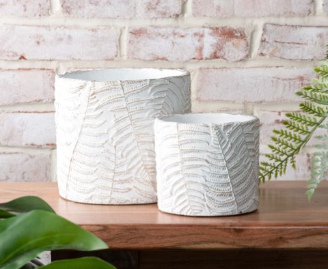 Cement Fern Pots